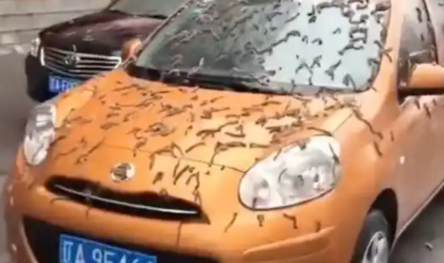 Rain Of Worms Falls Down The Sky In China, Residents Panic